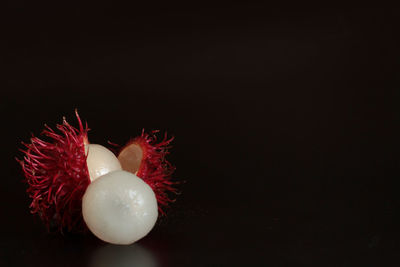 Close-up of jellyfish against black background