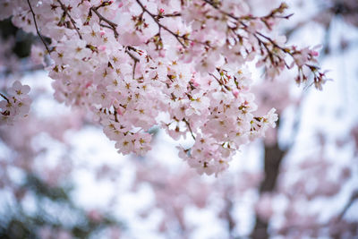 Close-up of cherry blossoms in spring