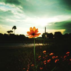 Close-up of flowers blooming in field