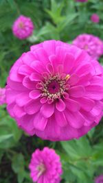 Close-up of pink flower