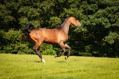 Horse running on field