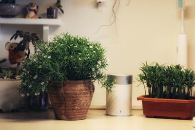 Close-up of potted plant