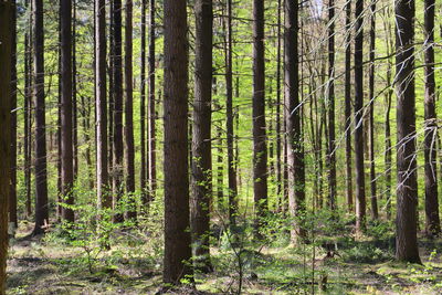 View of trees in forest