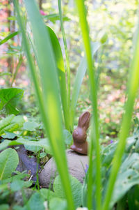 Close-up of small lizard on grass