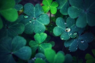 Close-up of raindrops on leaves