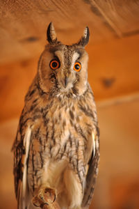 Close-up portrait of owl