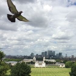 Bird flying over city against sky