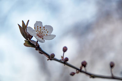 Close-up of cherry blossom on tree