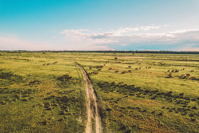 Scenic view of agricultural field against sky