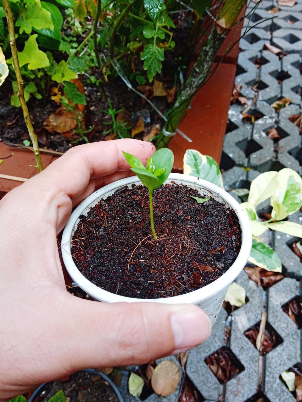 human hand, hand, human body part, one person, growth, plant, holding, real people, nature, finger, human finger, leaf, potted plant, high angle view, day, personal perspective, body part, plant part, lifestyles, unrecognizable person, outdoors, gardening, sapling, care, planting