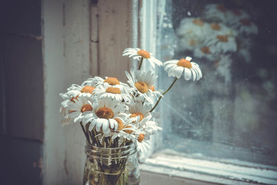 Close-up of white flower in glass vase