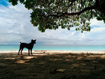 Horse standing on beach against sky