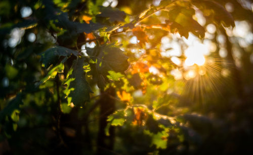 Close-up of sunlight streaming through leaves