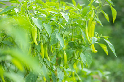 Full frame shot of plants growing on field