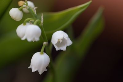 Close-up of white flowers