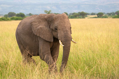 African elephant, loxodonta africana, uganda