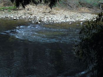 Trees in water