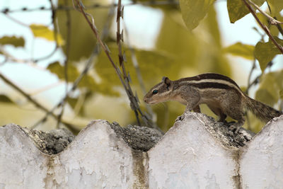 Close-up of squirrel on rock