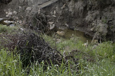 Grass growing in water