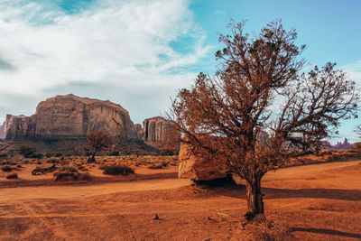 View of trees on rock formations