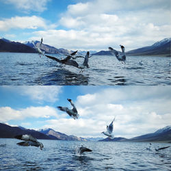 Seagulls flying over sea against sky