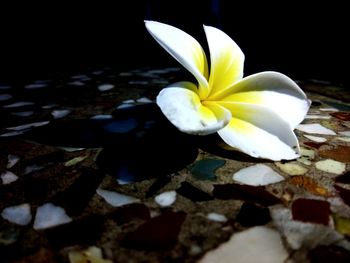 Close-up of white frangipani on plant