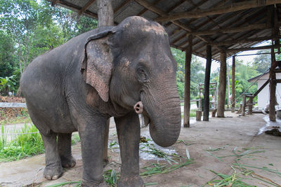 indian elephant