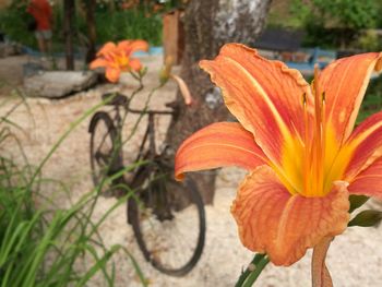 Close-up of orange flowers blooming outdoors