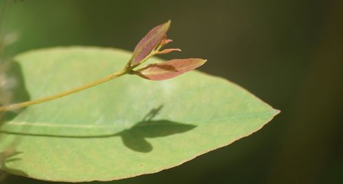 Close-up of plant