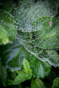 Close-up of wet plant leaves during rainy season