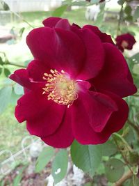 Close-up of pink flower