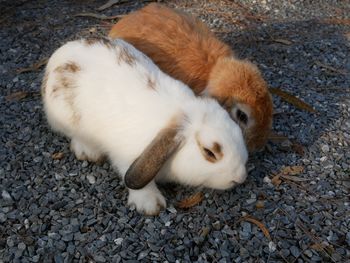 High angle view of a rabbit