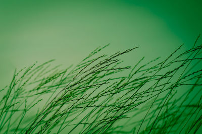 The tropical grass and the sky background