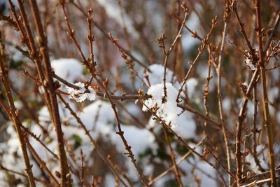 Close-up of frozen tree during winter