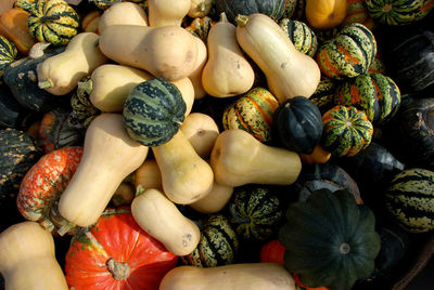 Variety of squash