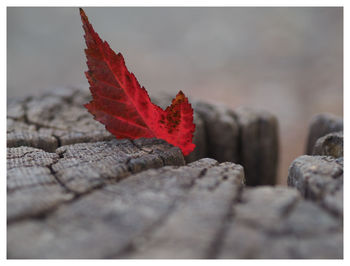 Close-up of red maple leaf