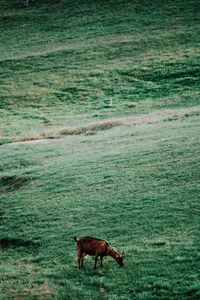 High angle view of goat grazing on field