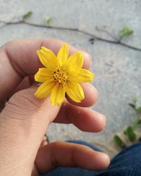 Close-up of hand holding yellow flower