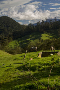 Scenic view of green landscape