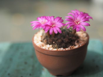 Close-up of pink flower pot