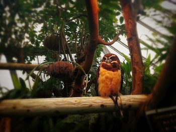 Low angle view of monkey on tree