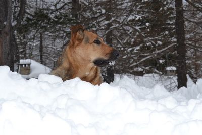 Dog on snow covered land