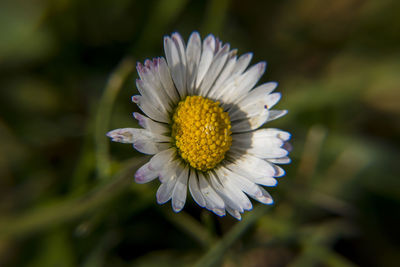 Close-up of white flower