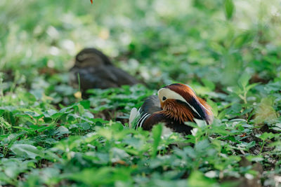 Close-up of bird on field