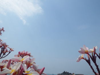 Low angle view of cherry blossom against sky