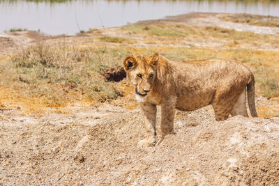 Lion cub on a field