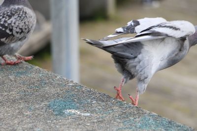 Close-up of bird perching outdoors