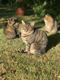 Cat relaxing on field