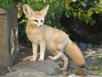 Portrait of a fennec fox looking away