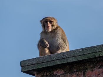 Low angle view of monkey sitting against clear sky